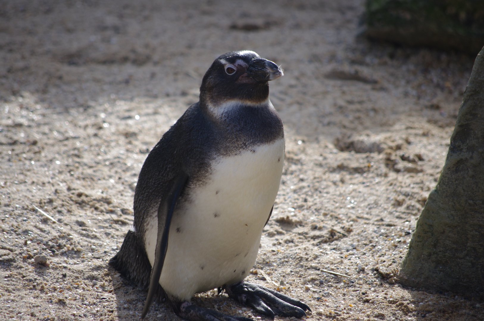 African Penguin- 19/2/2024