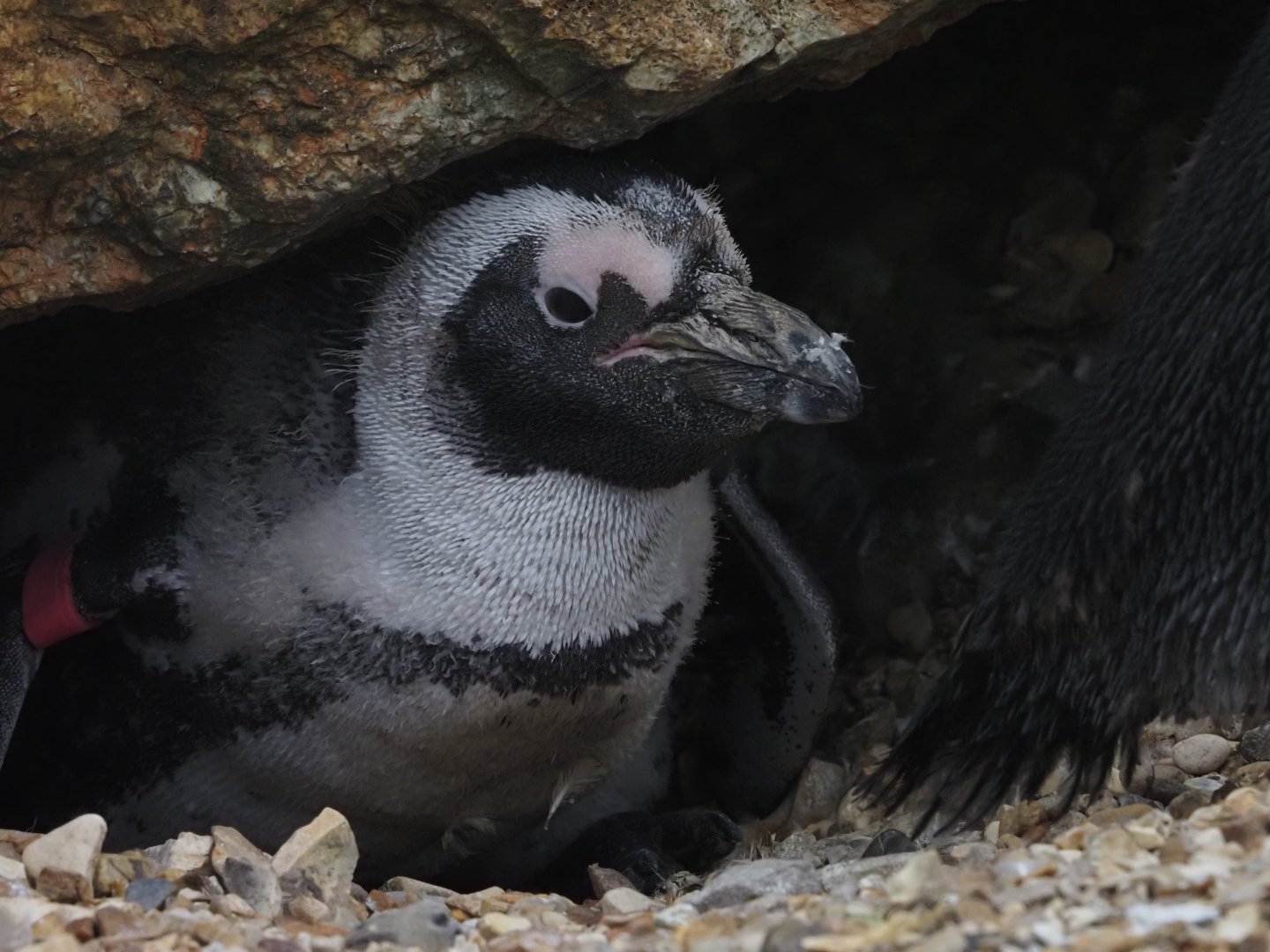 African Penguin 2