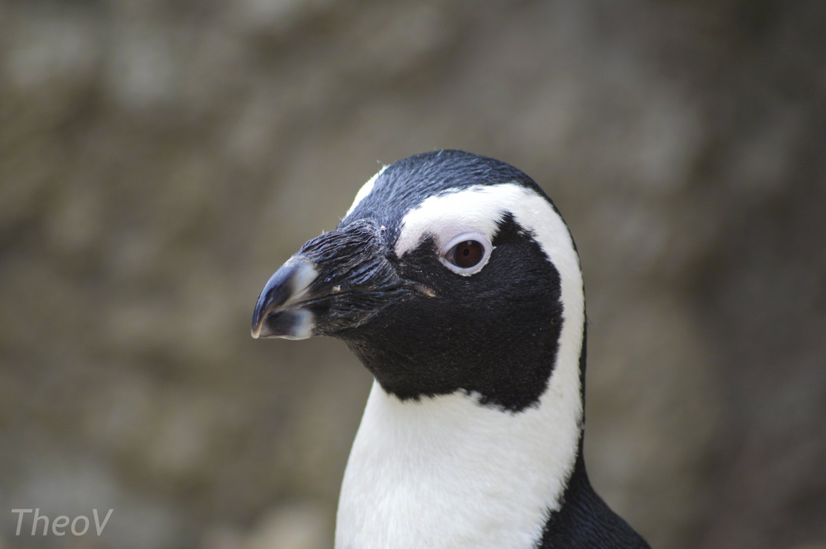 African penguin [2017]