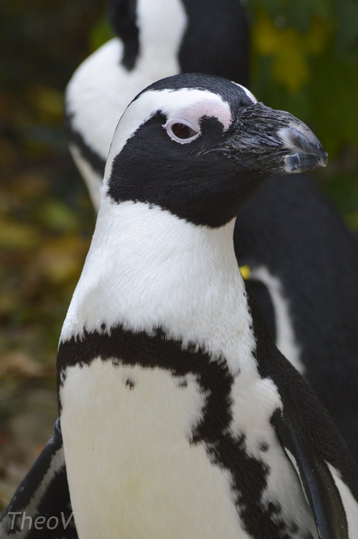 African penguin [2017]