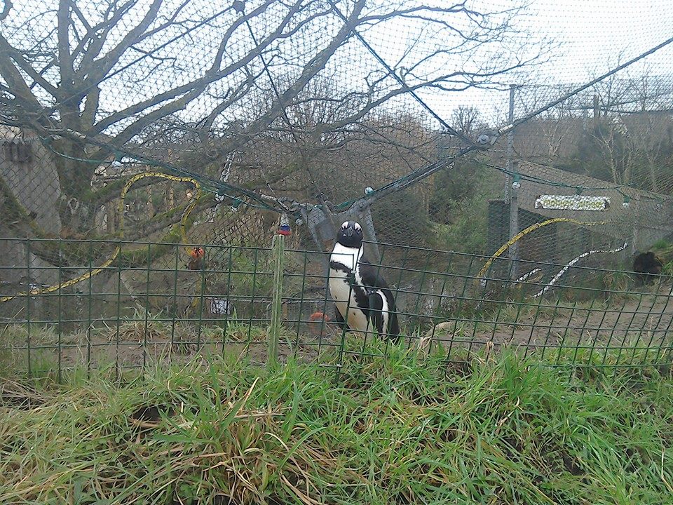 African Penguin - 25/01/15