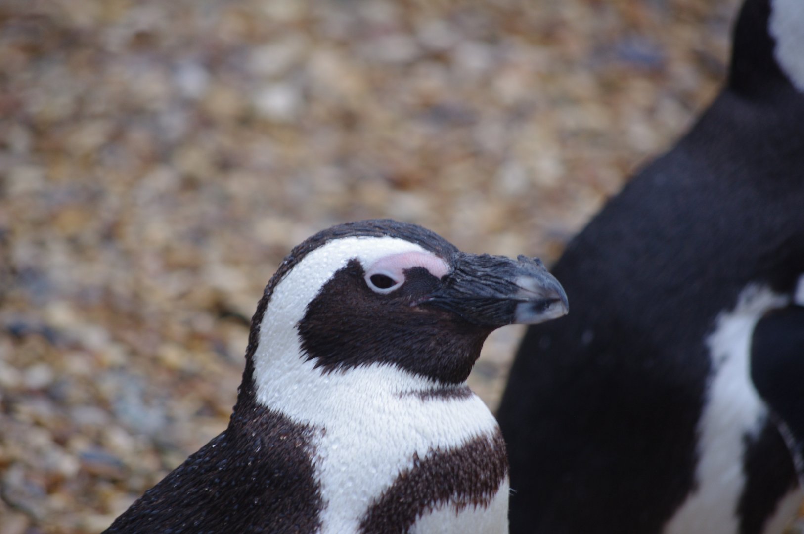 African Penguin- 28/12/2022