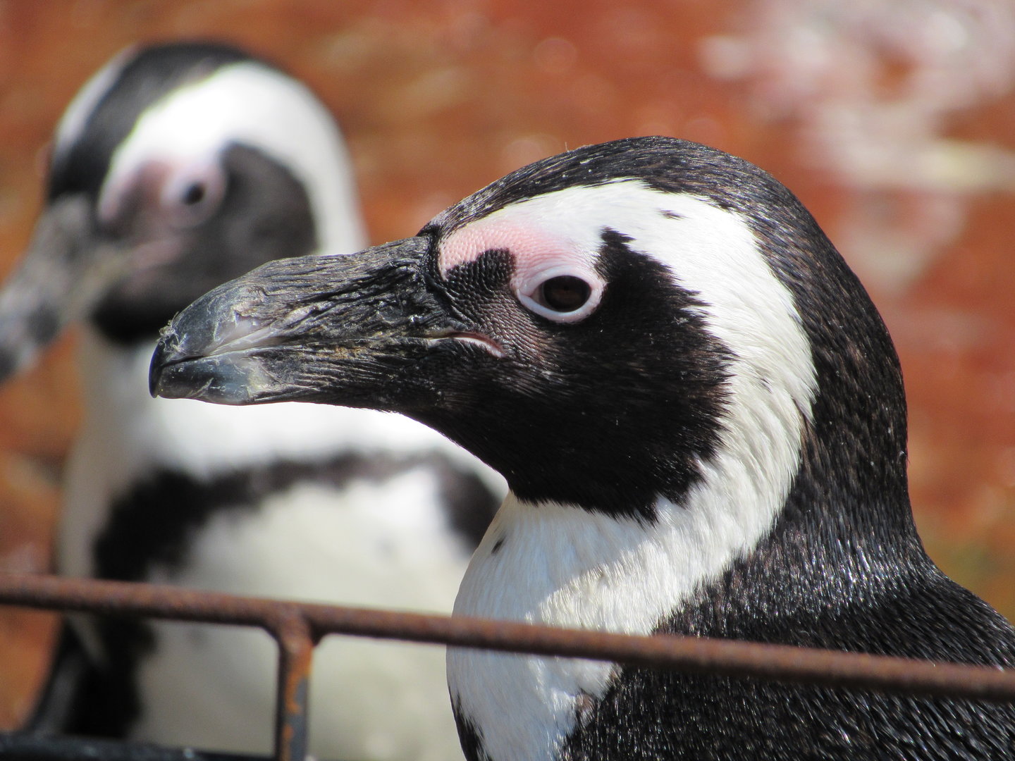 African Penguin - 4/8/23