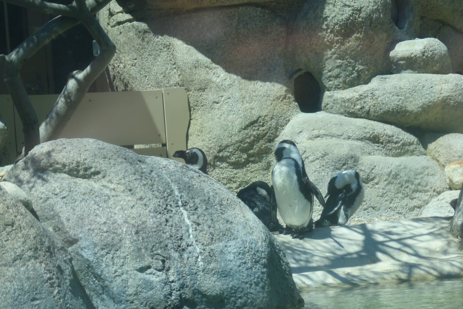 African Penguin(8/23/2024)
