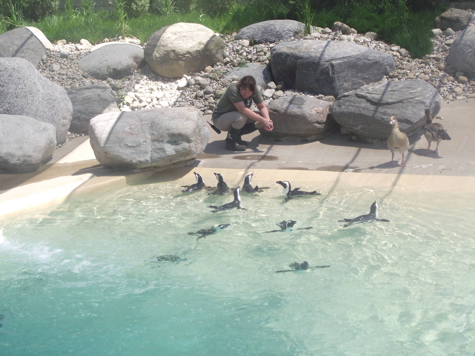 African Penguin and Egyptian Geese