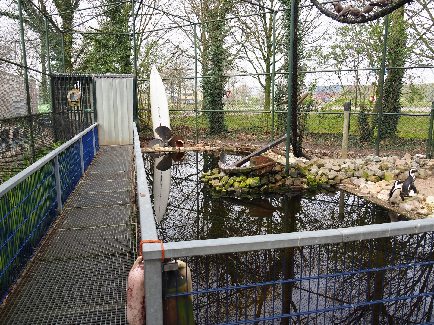 African penguin and Inca tern aviary, 2019-04-06