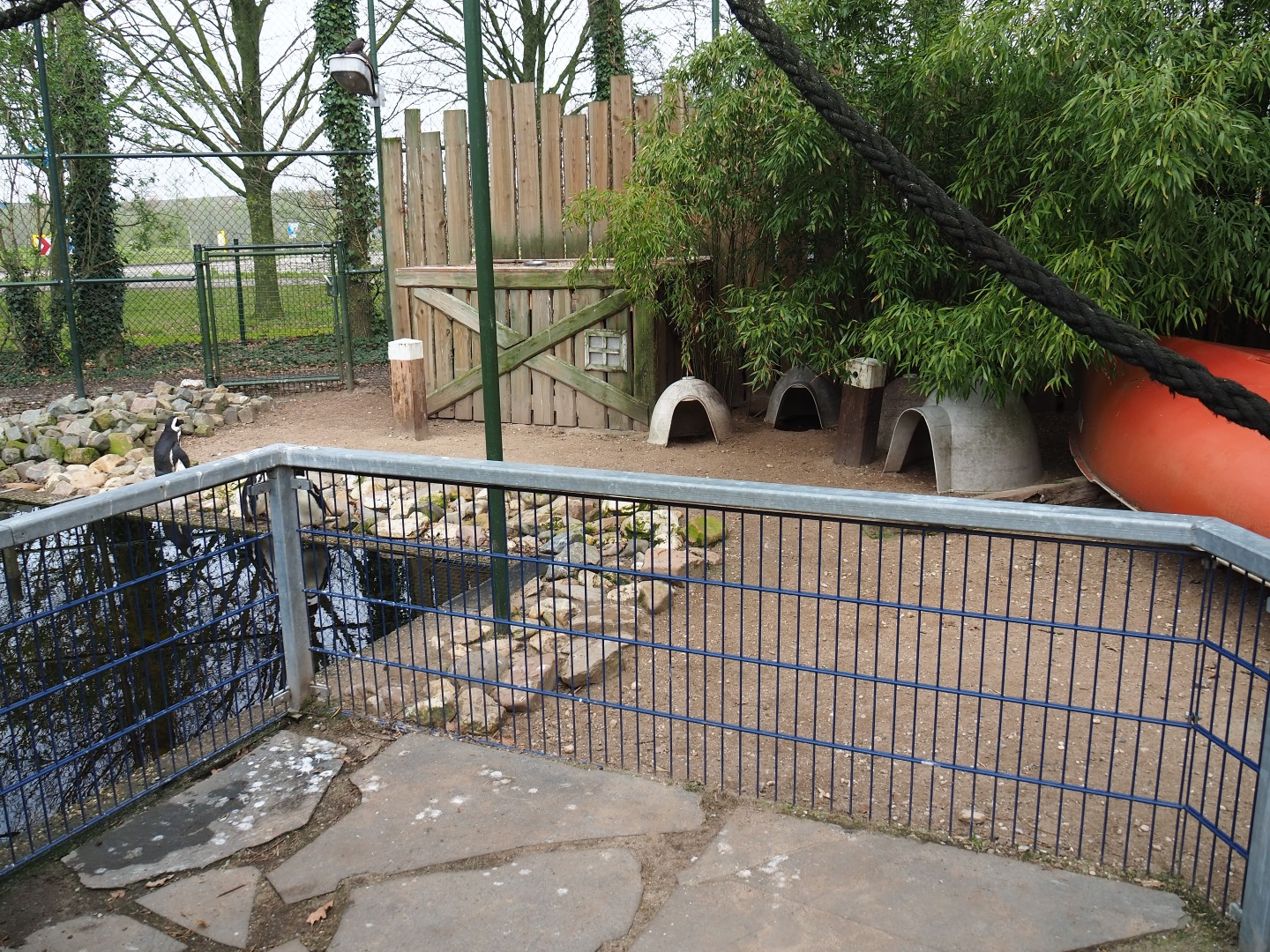 African penguin and Inca tern aviary, 2019-04-06