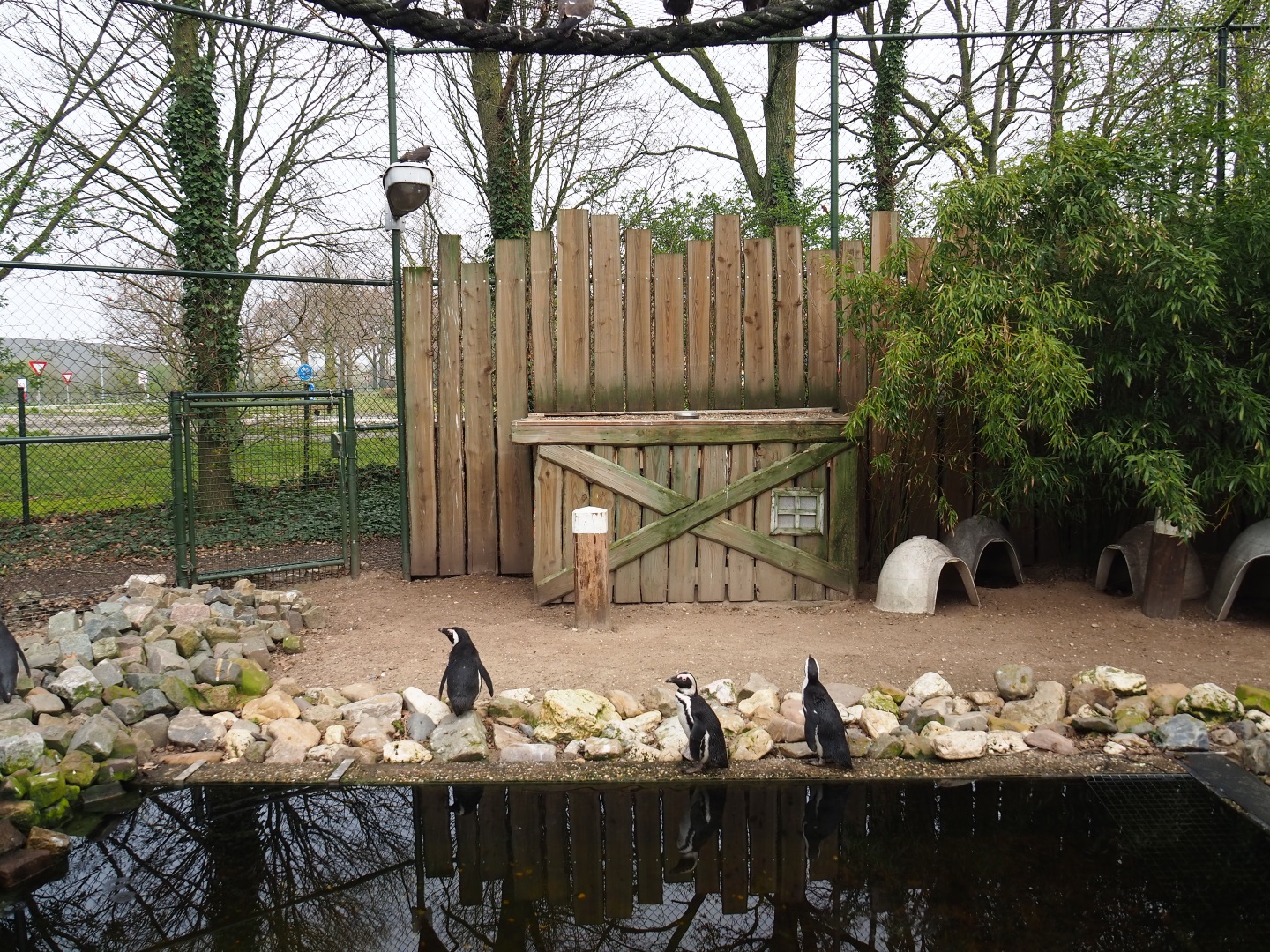 African penguin and Inca tern aviary, 2019-04-06