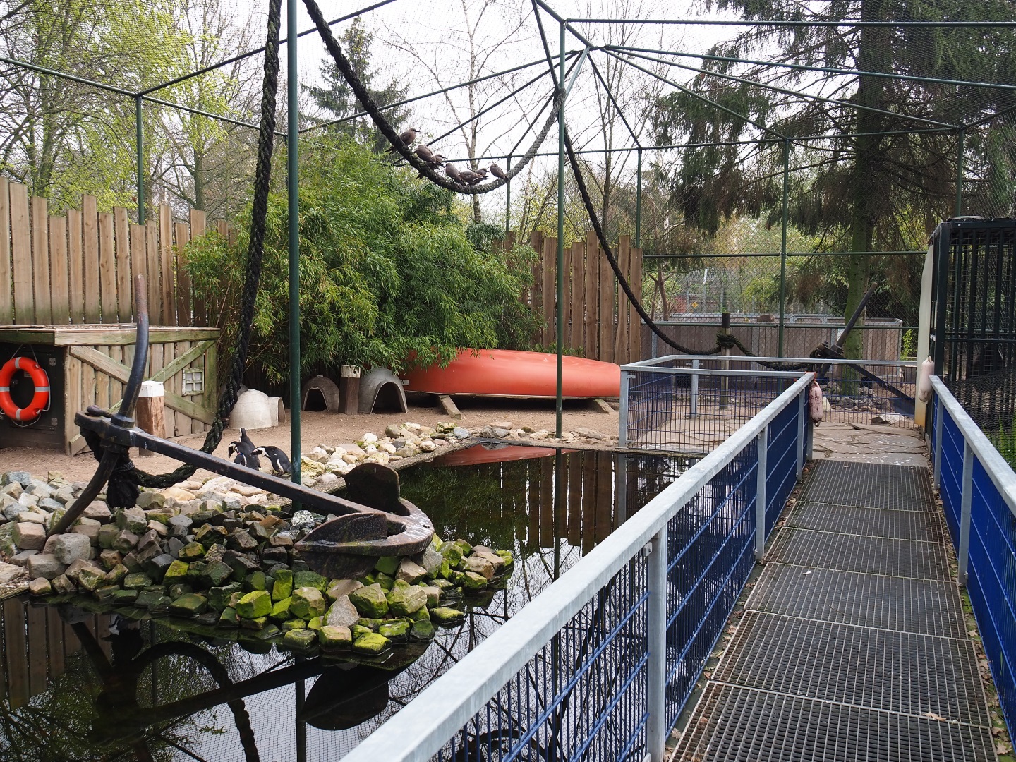 African penguin and Inca tern aviary, 2019-04-06
