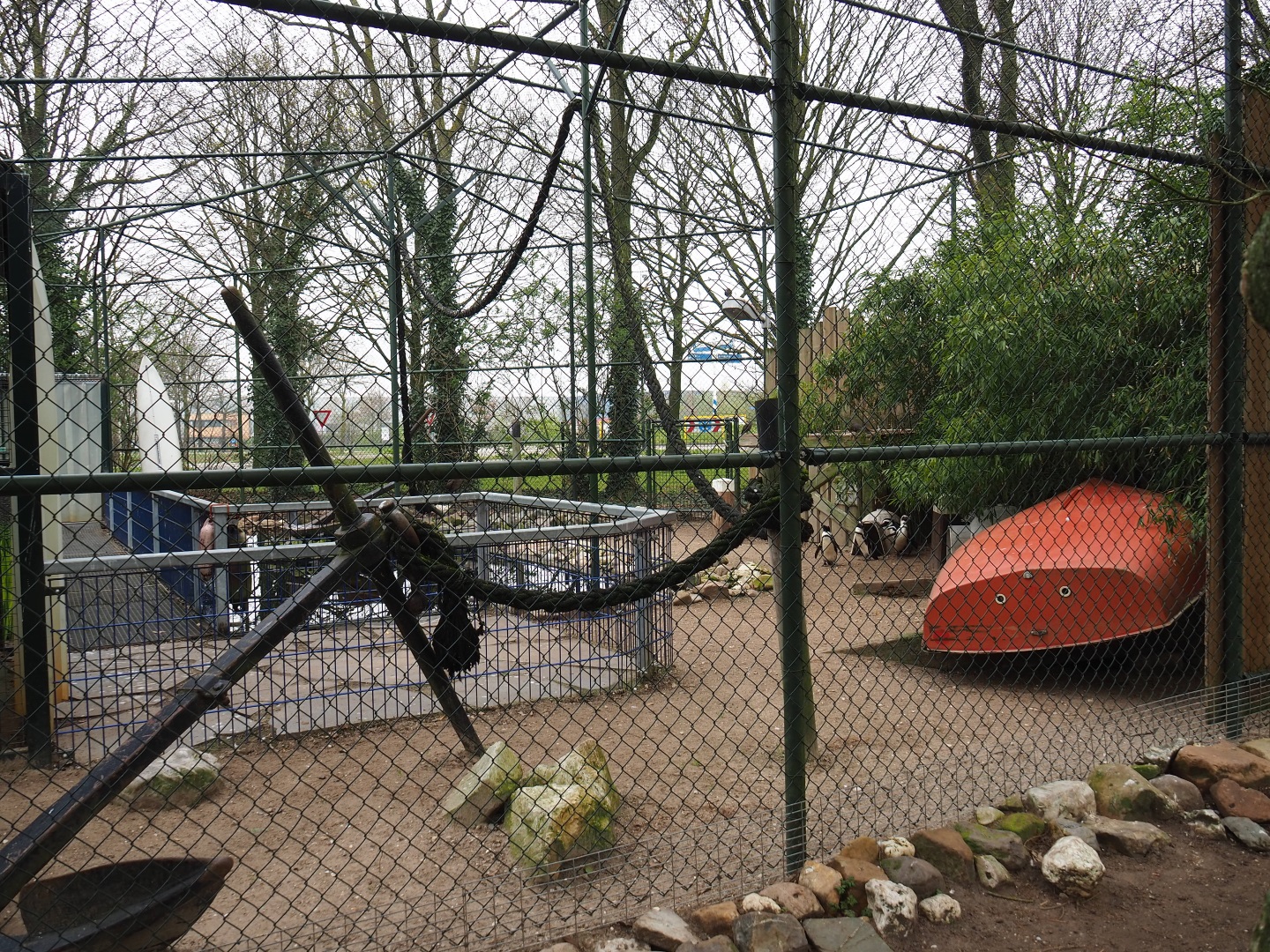 African penguin and Inca tern aviary, 2019-04-06