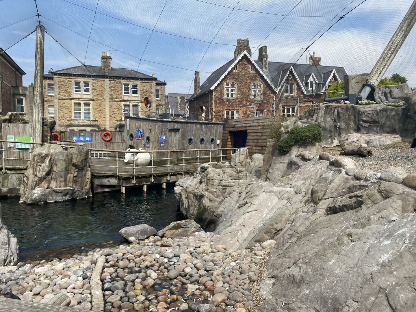 African penguin and Inca tern enclosure 010721