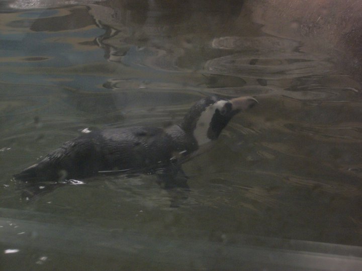 African Penguin at CMZ