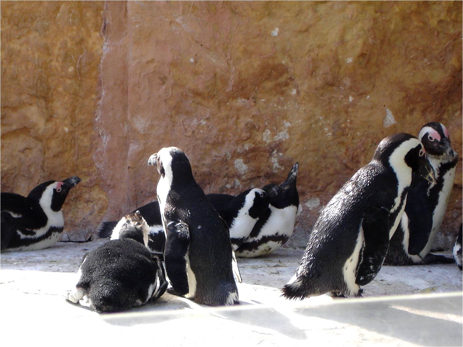 African Penguin at Jardim Zoológico de Lisboa, 13/04/08