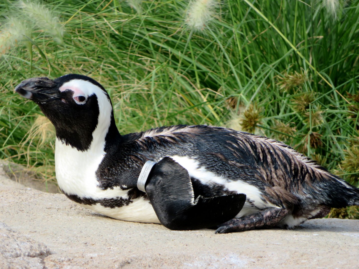 African Penguin at Kobe Animal Kingdom