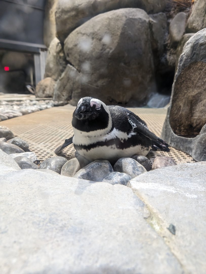 African Penguin at the Greensboro Science Center