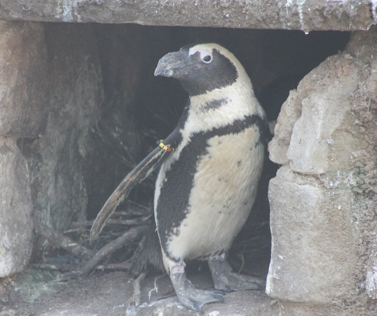 African penguin at the nest