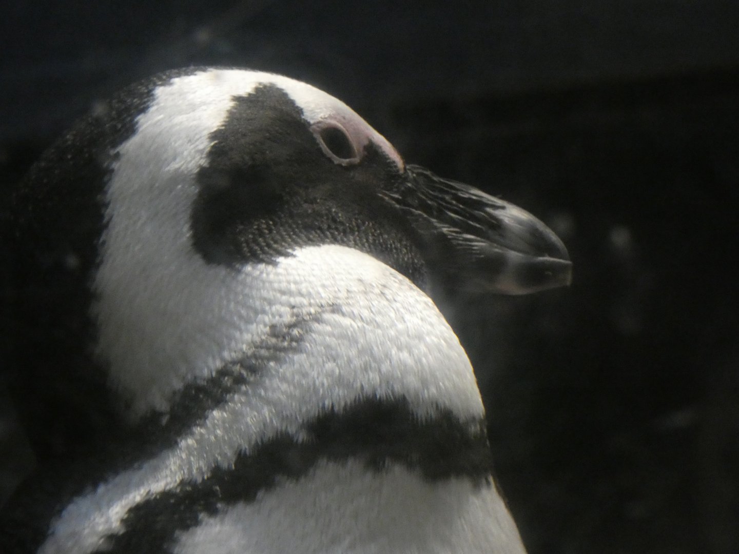 African Penguin at the the Greensboro Science Center