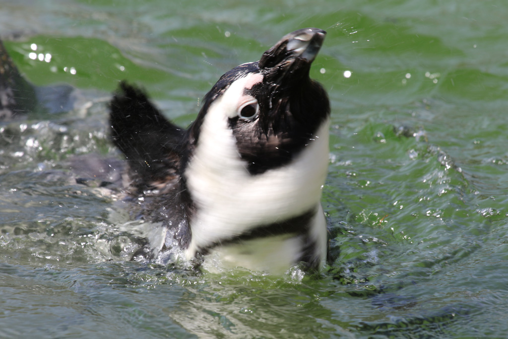 African Penguin at Zoo de Lagos 7th August 2017