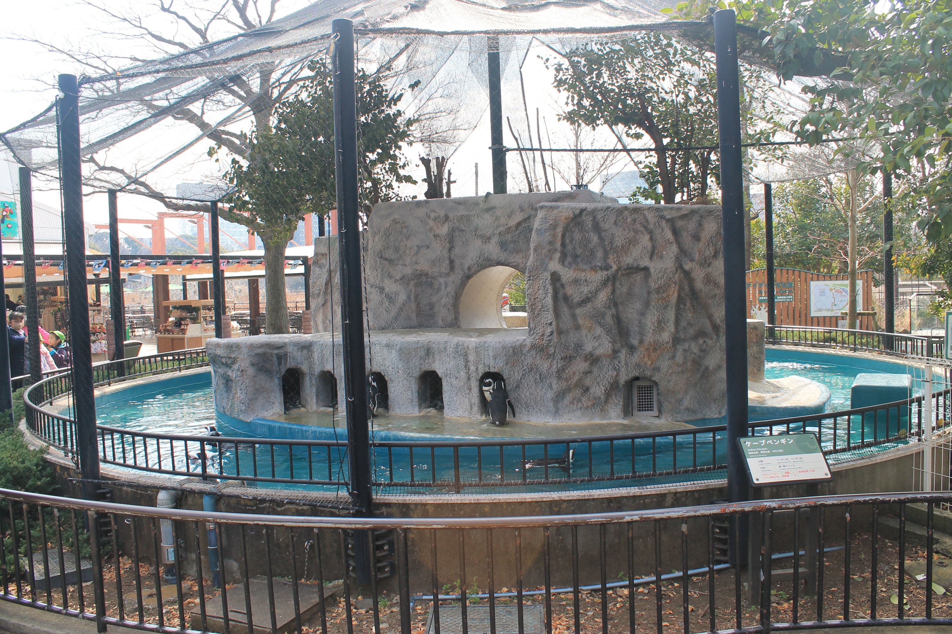 African Penguin aviary