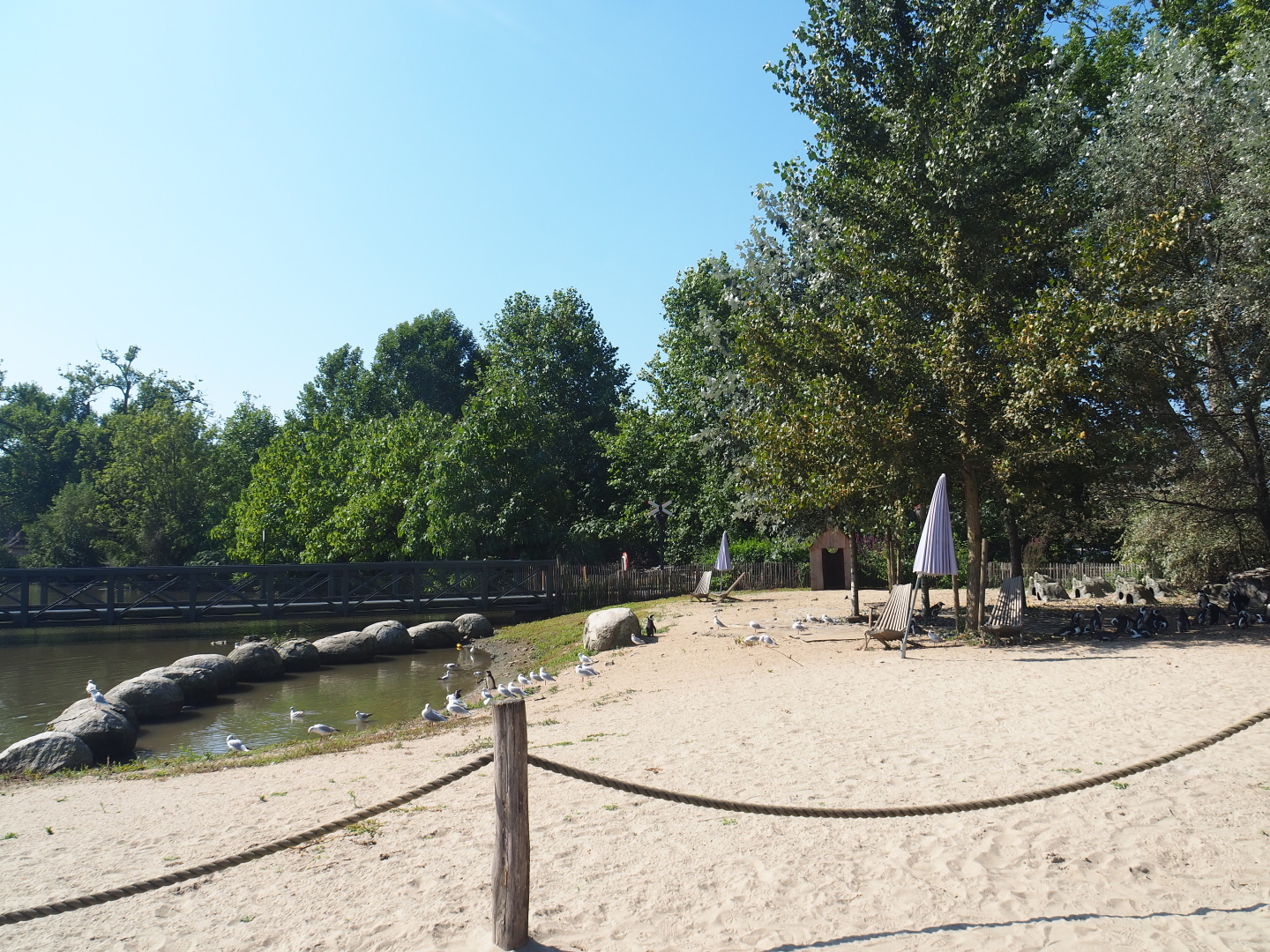 African penguin beach, 2021-09-03