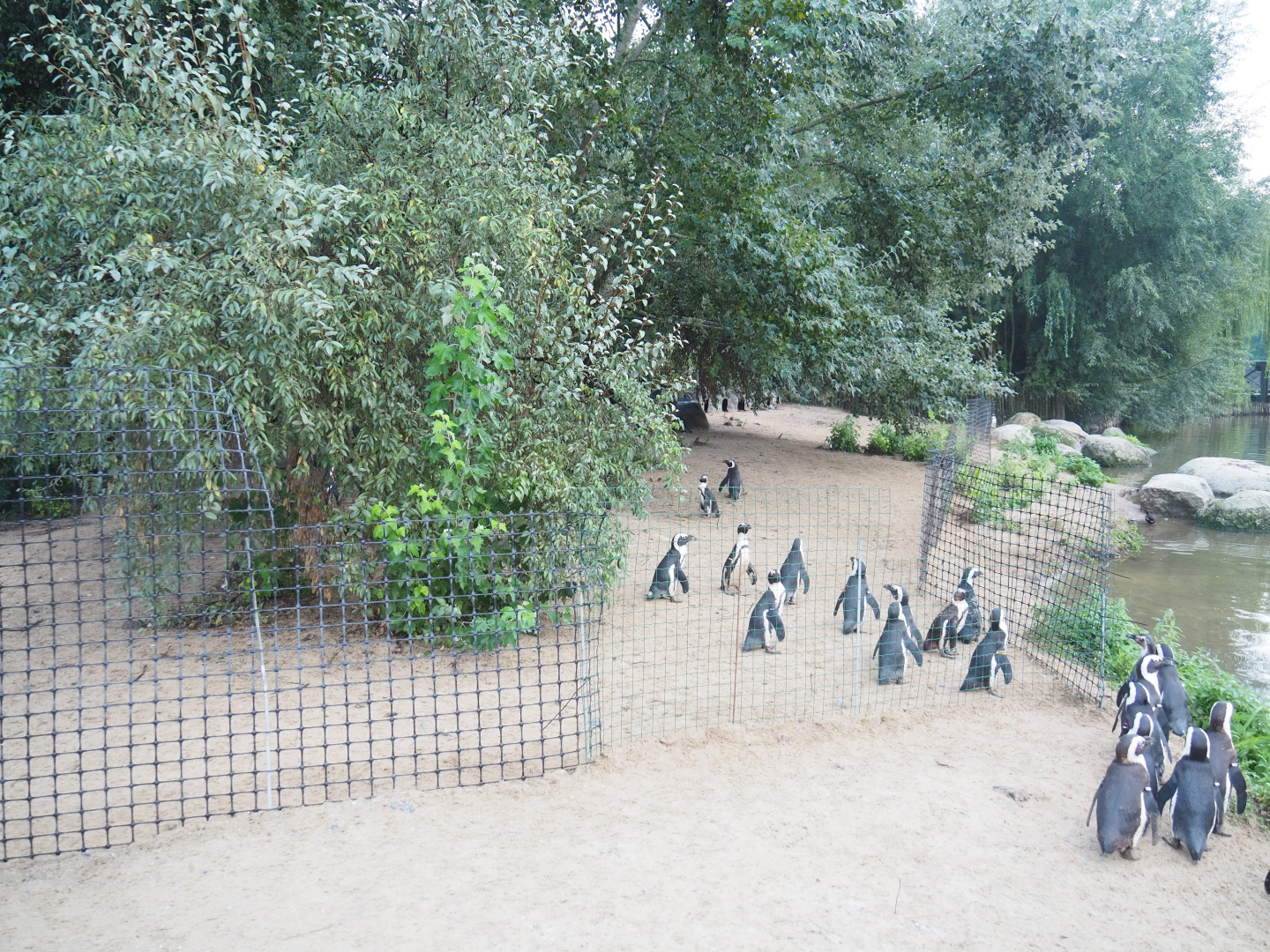 African penguin beach with penguins in separated zone, 2022-09-15
