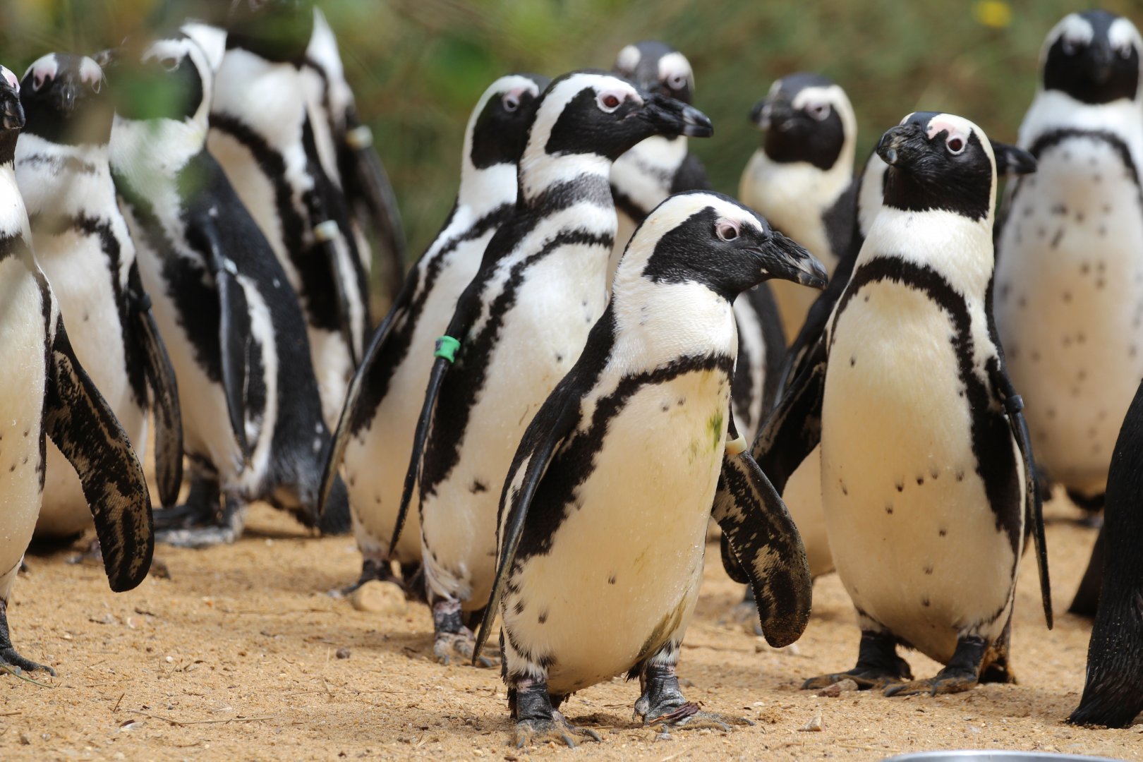 African Penguin, Birdworld, August 2020