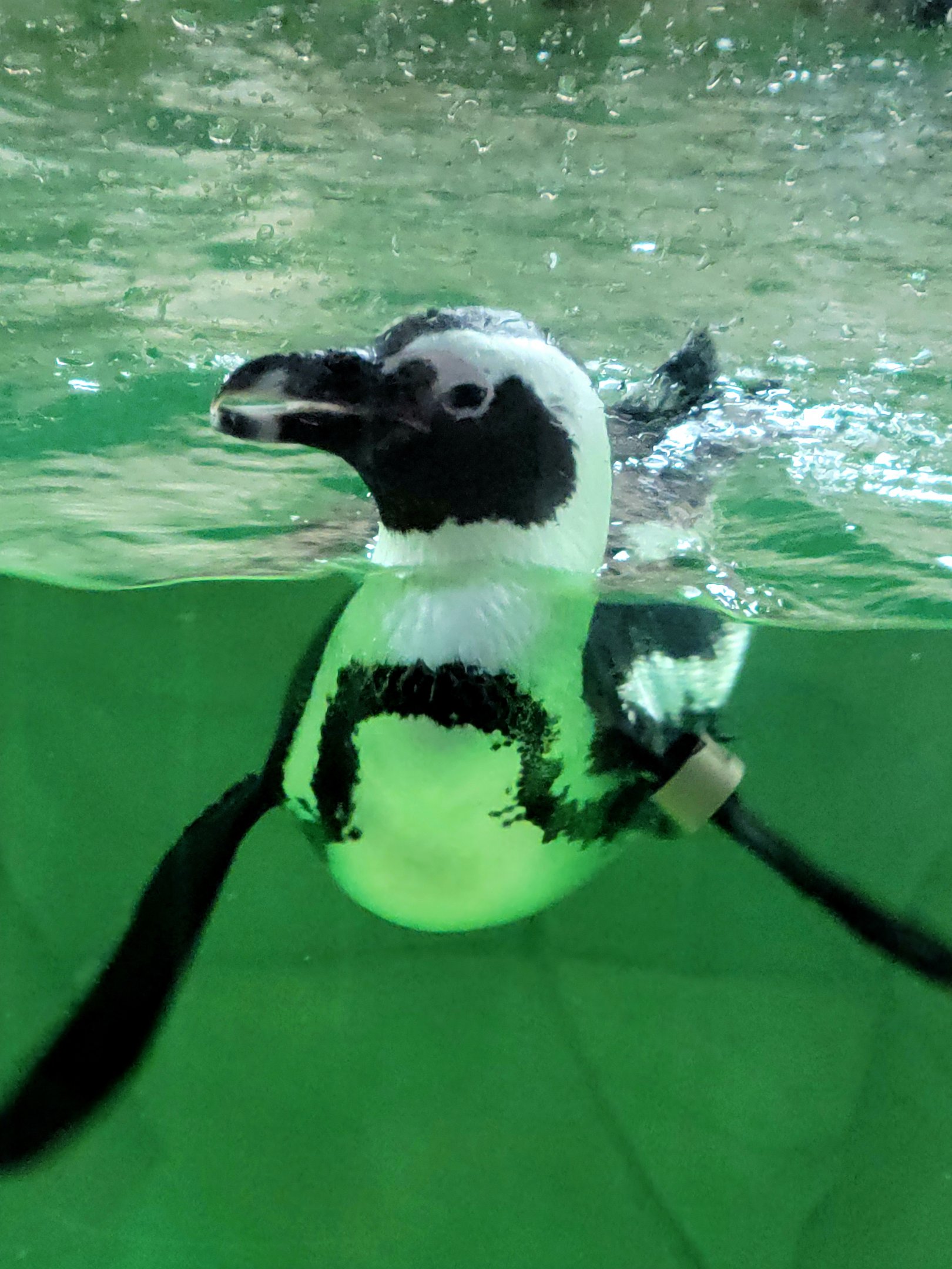 African Penguin-Bright's Zoo