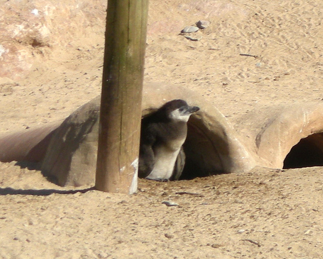 African Penguin Chick
