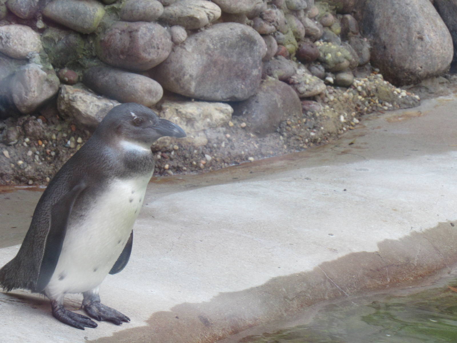 African Penguin Chick