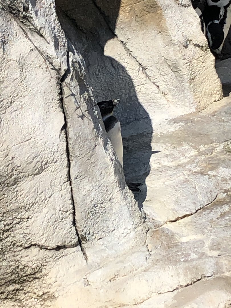 African Penguin Chick