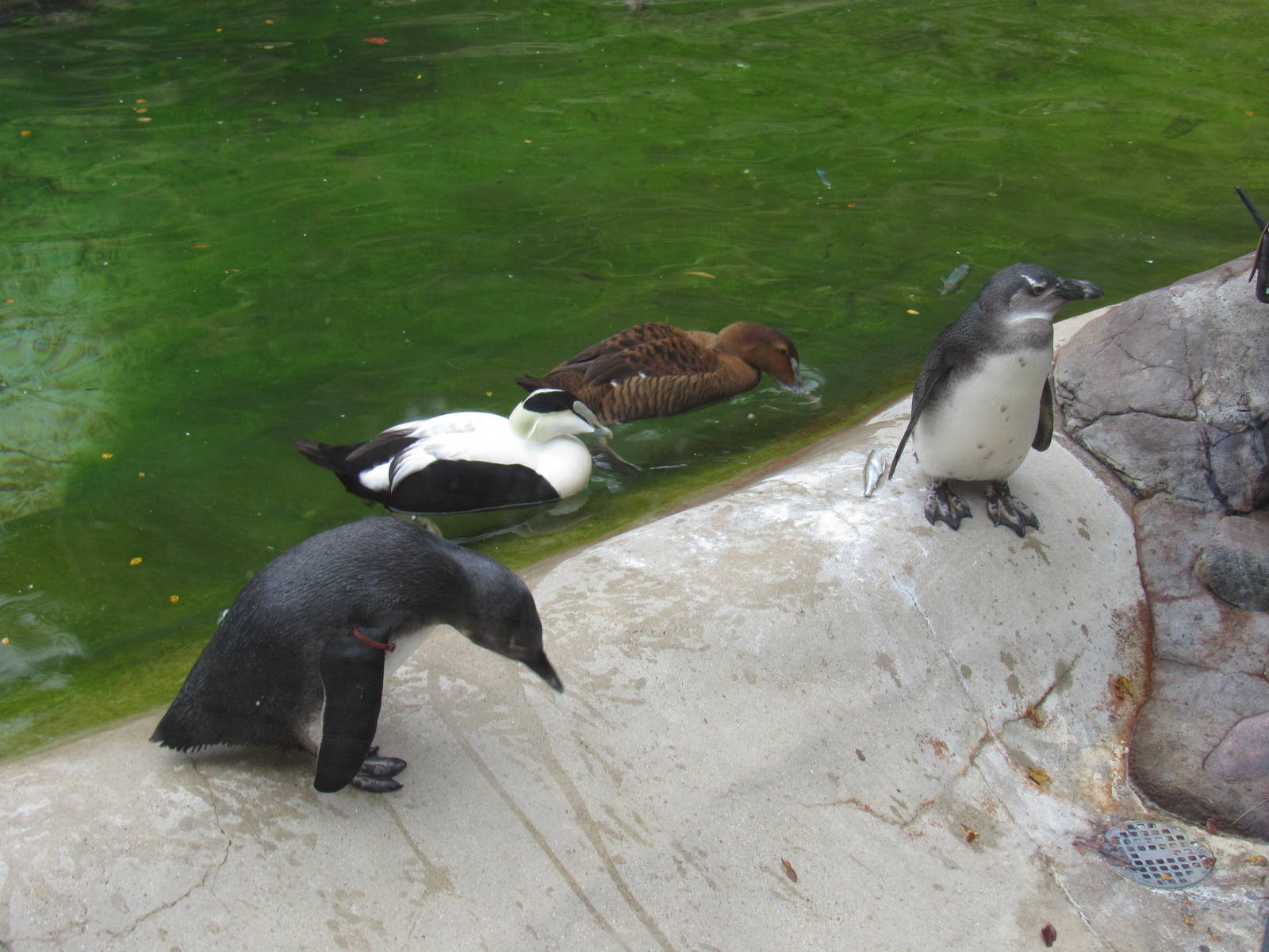 African Penguin Chicks and Eider Ducks
