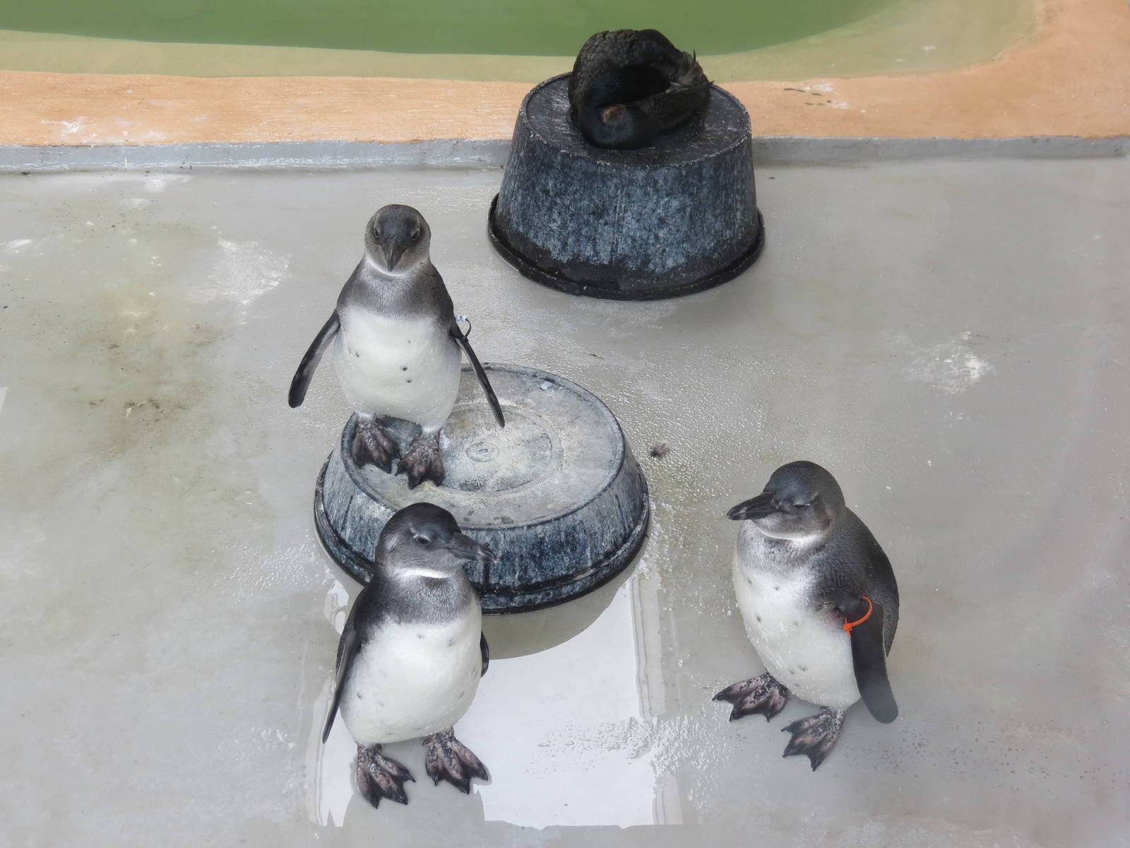 African Penguin chicks