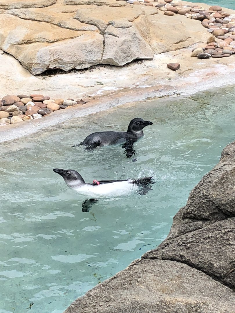 African Penguin Chicks
