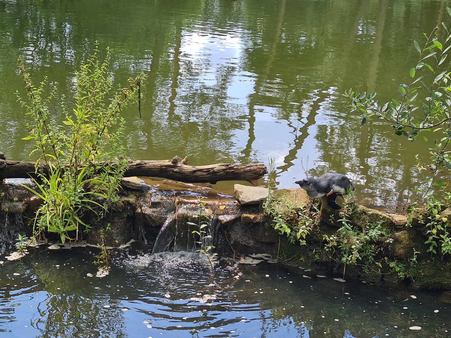 African penguin chillin'