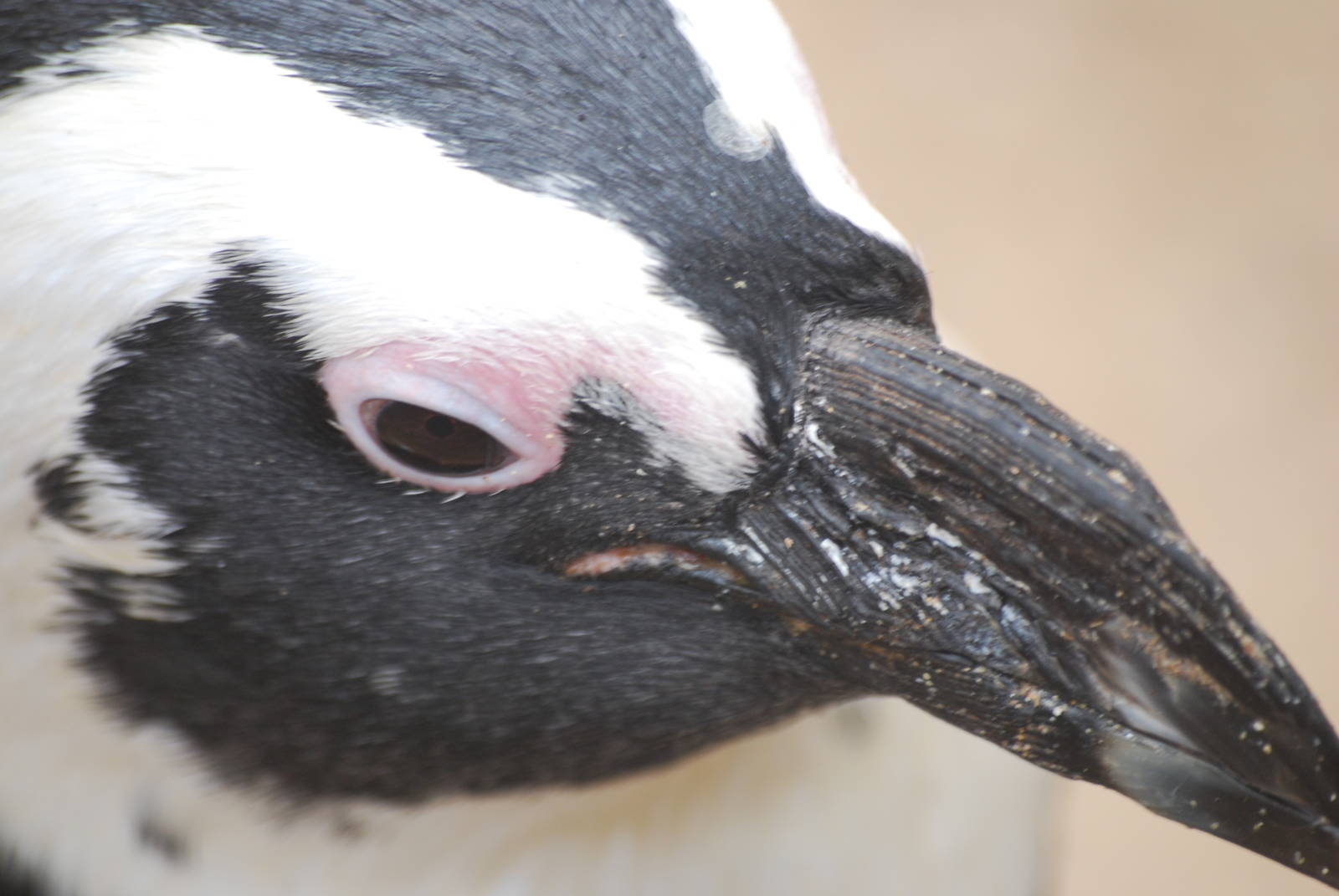 African penguin close-up