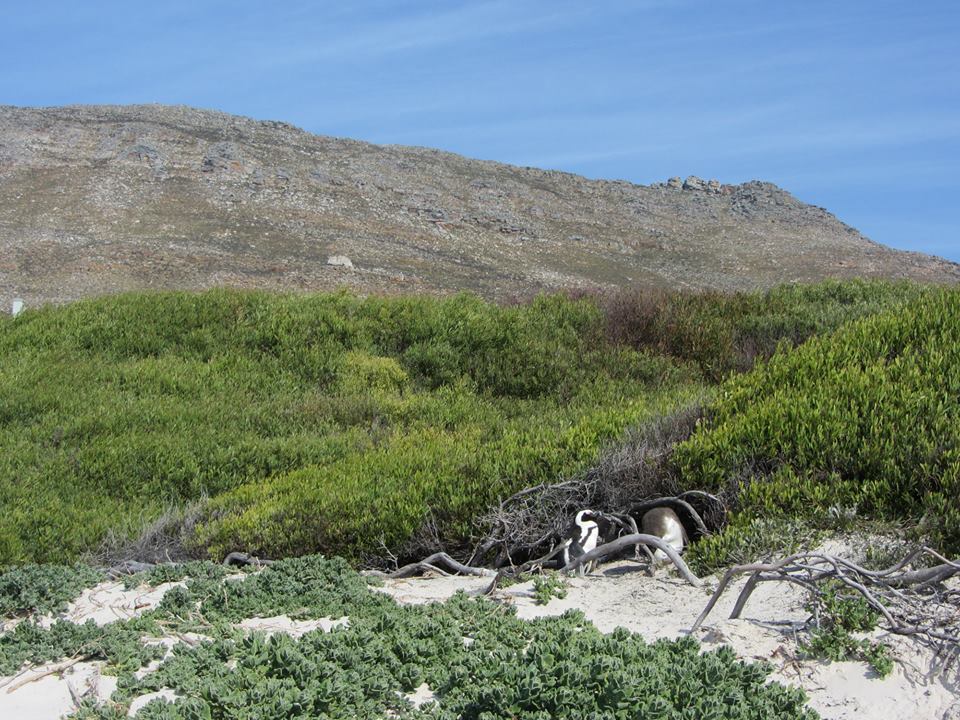 African Penguin Colony