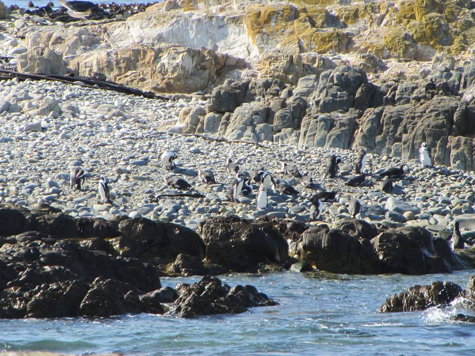 African Penguin Colony