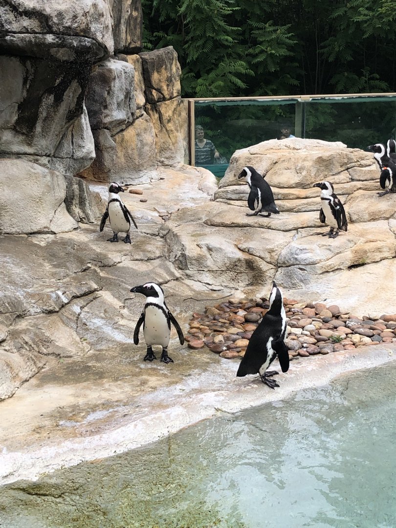 African Penguin Colony