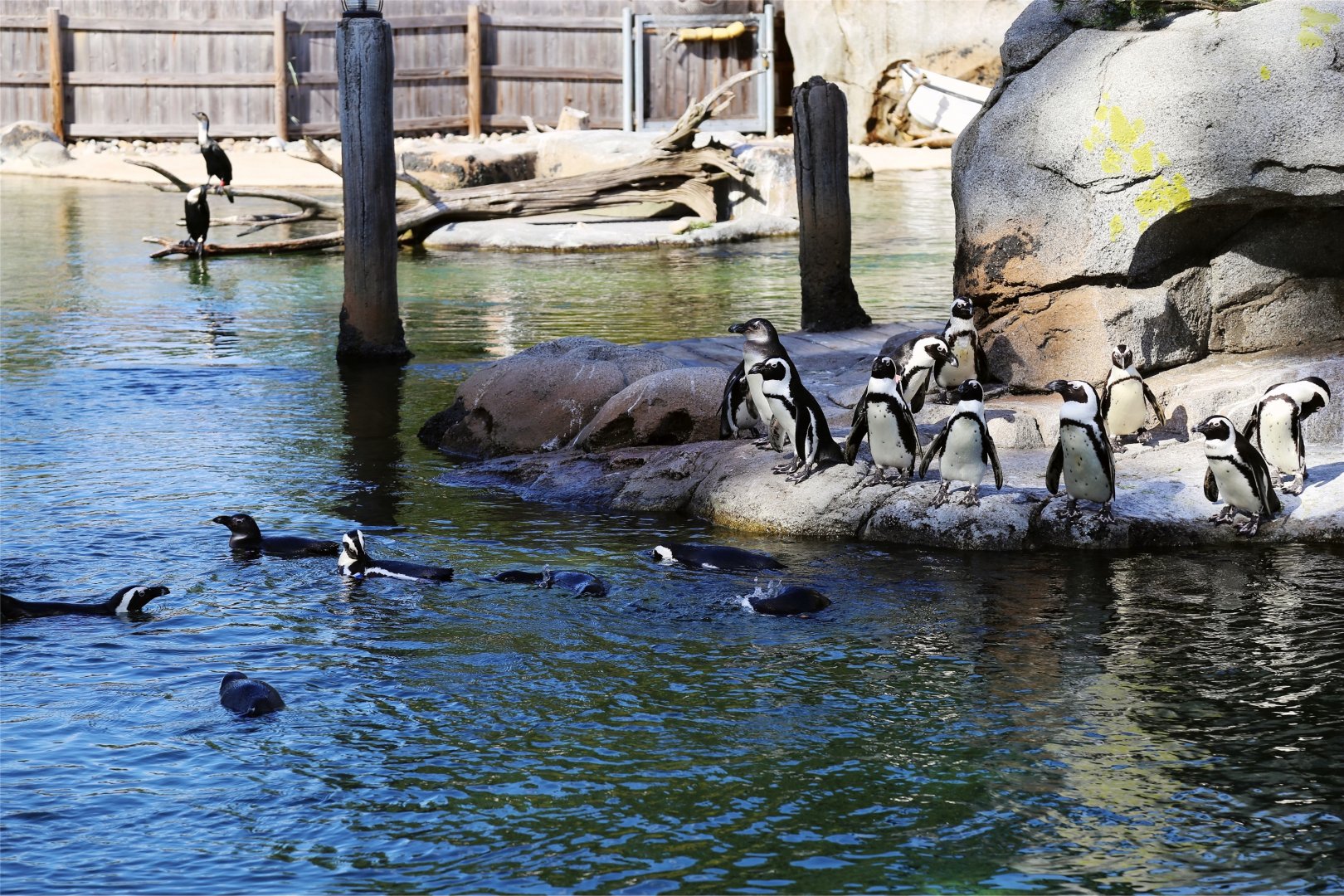 African Penguin Colony