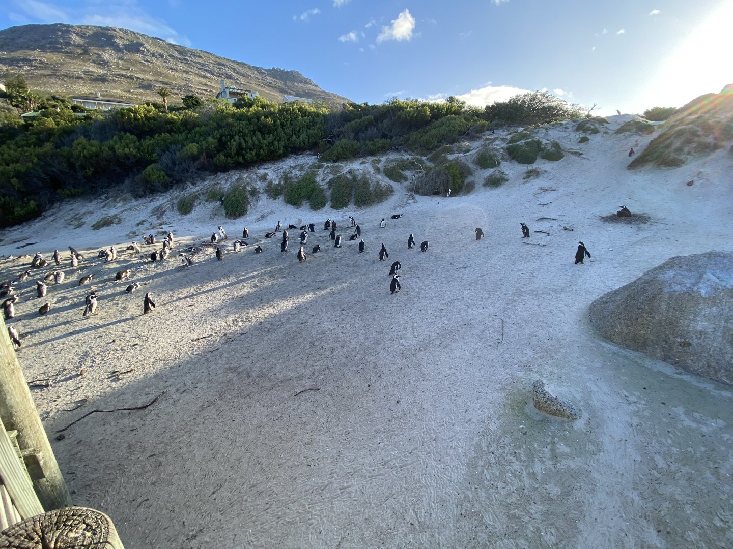 African penguin colony