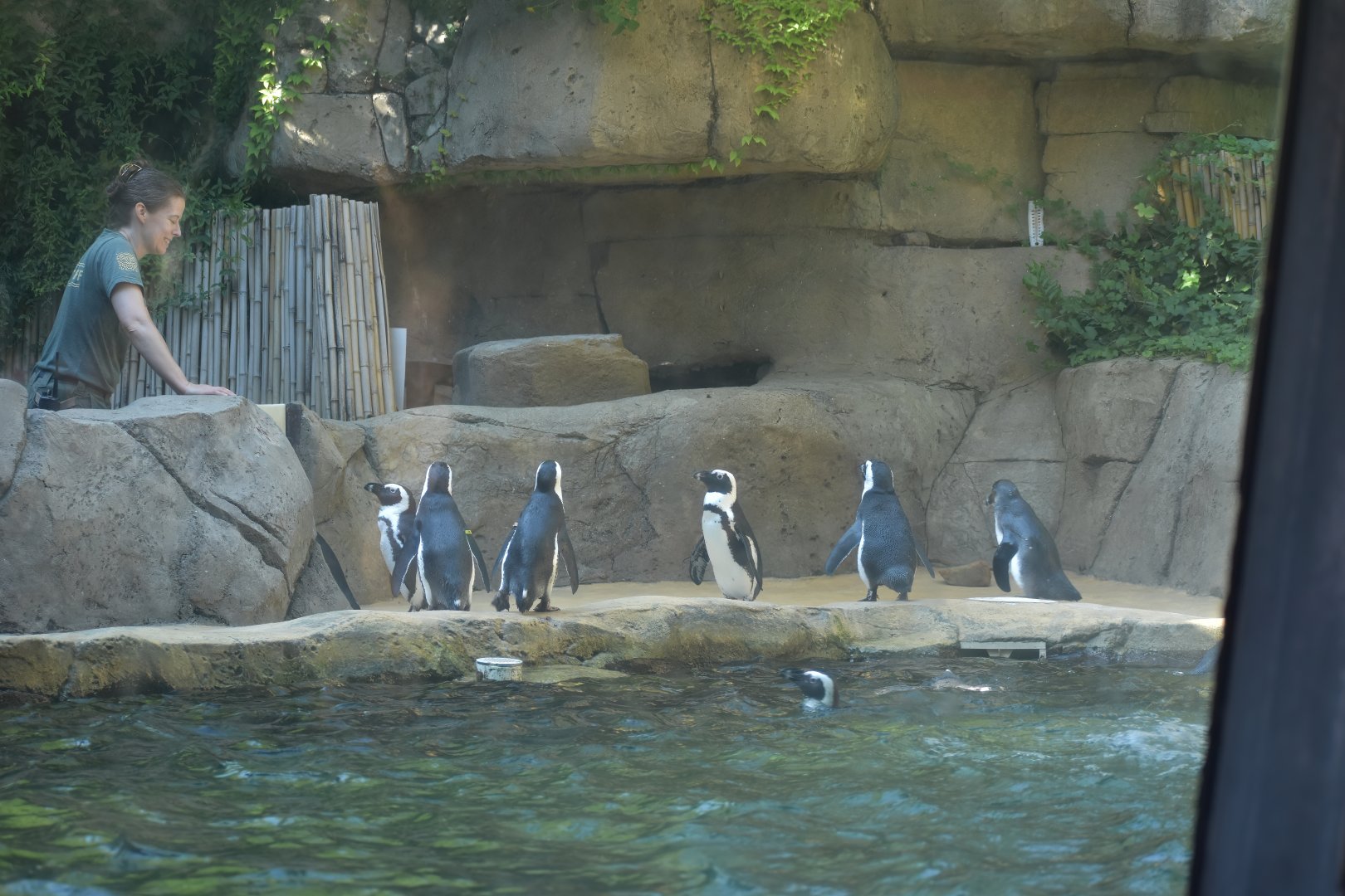 African Penguin Congregation