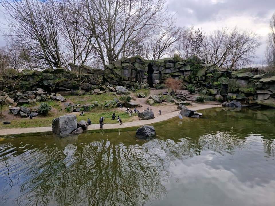 African penguin cost