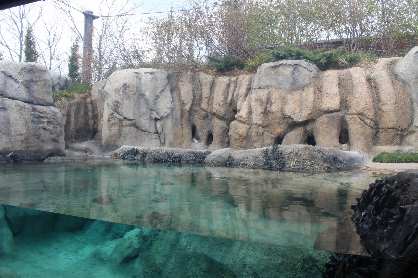 African Penguin Cove