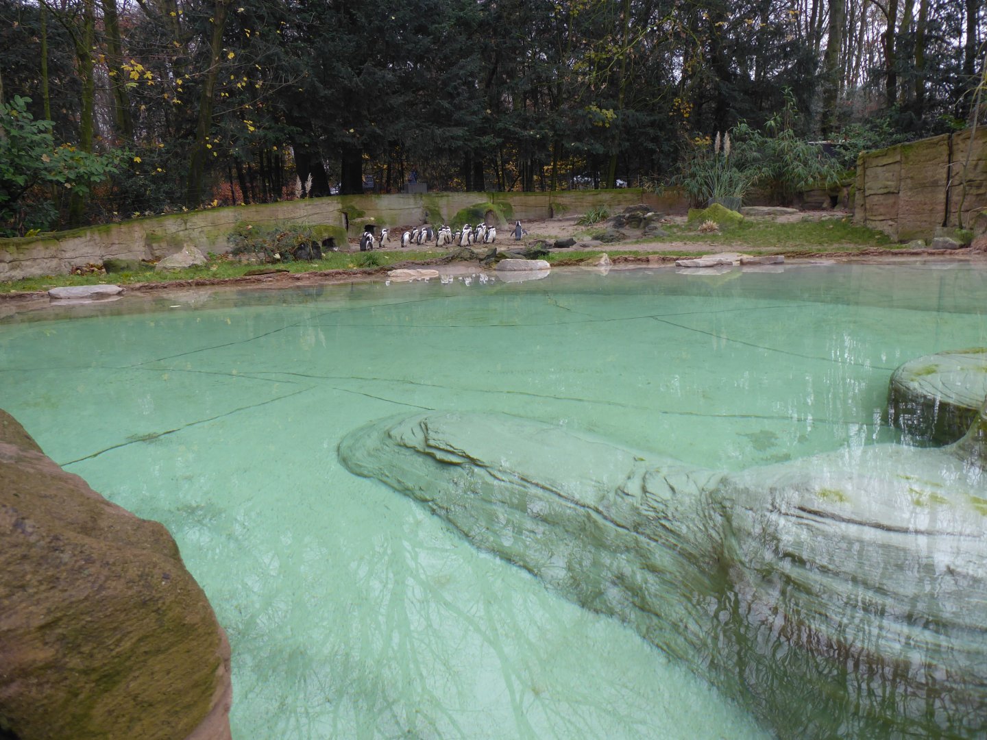 African penguin enclosure 011219