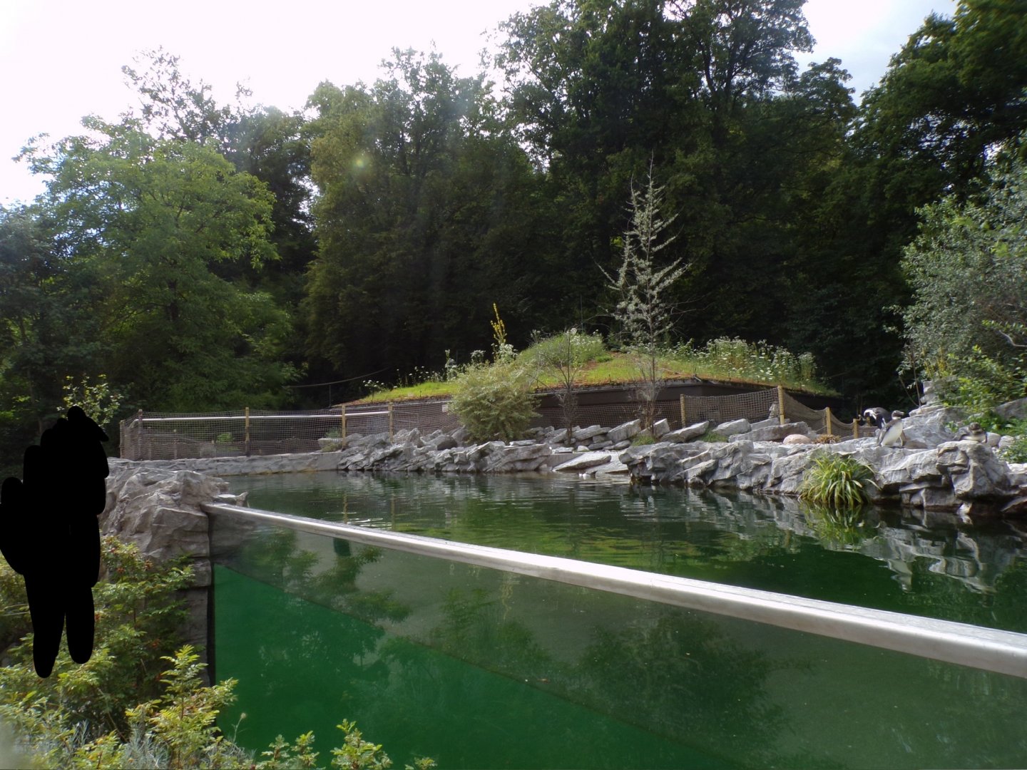 African penguin enclosure 13.7.25