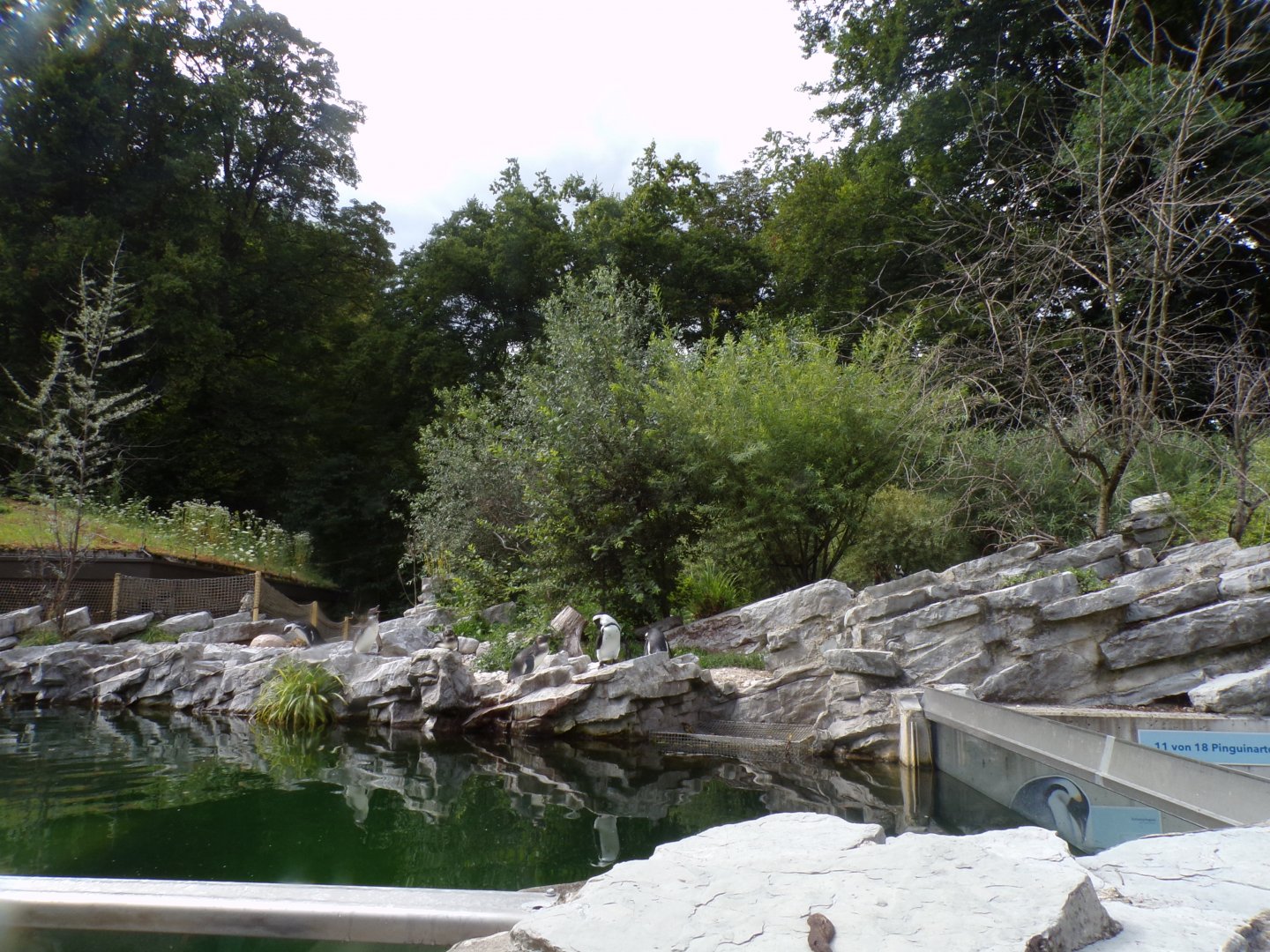 African penguin enclosure 13.7.25