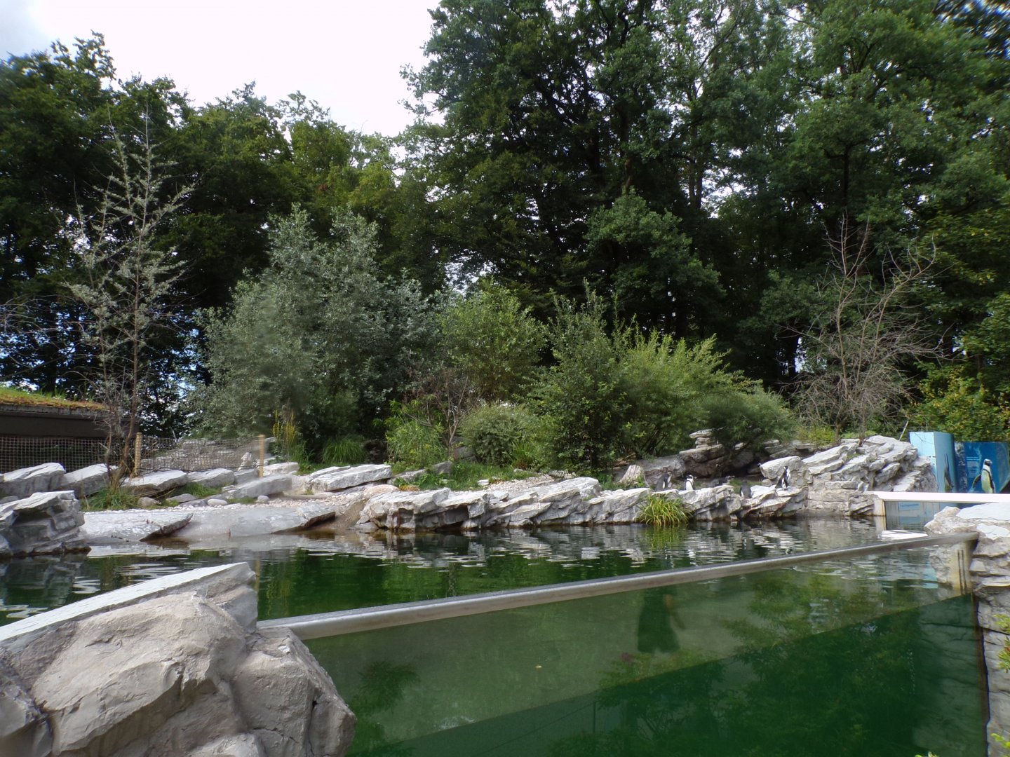 African penguin enclosure 13.7.25