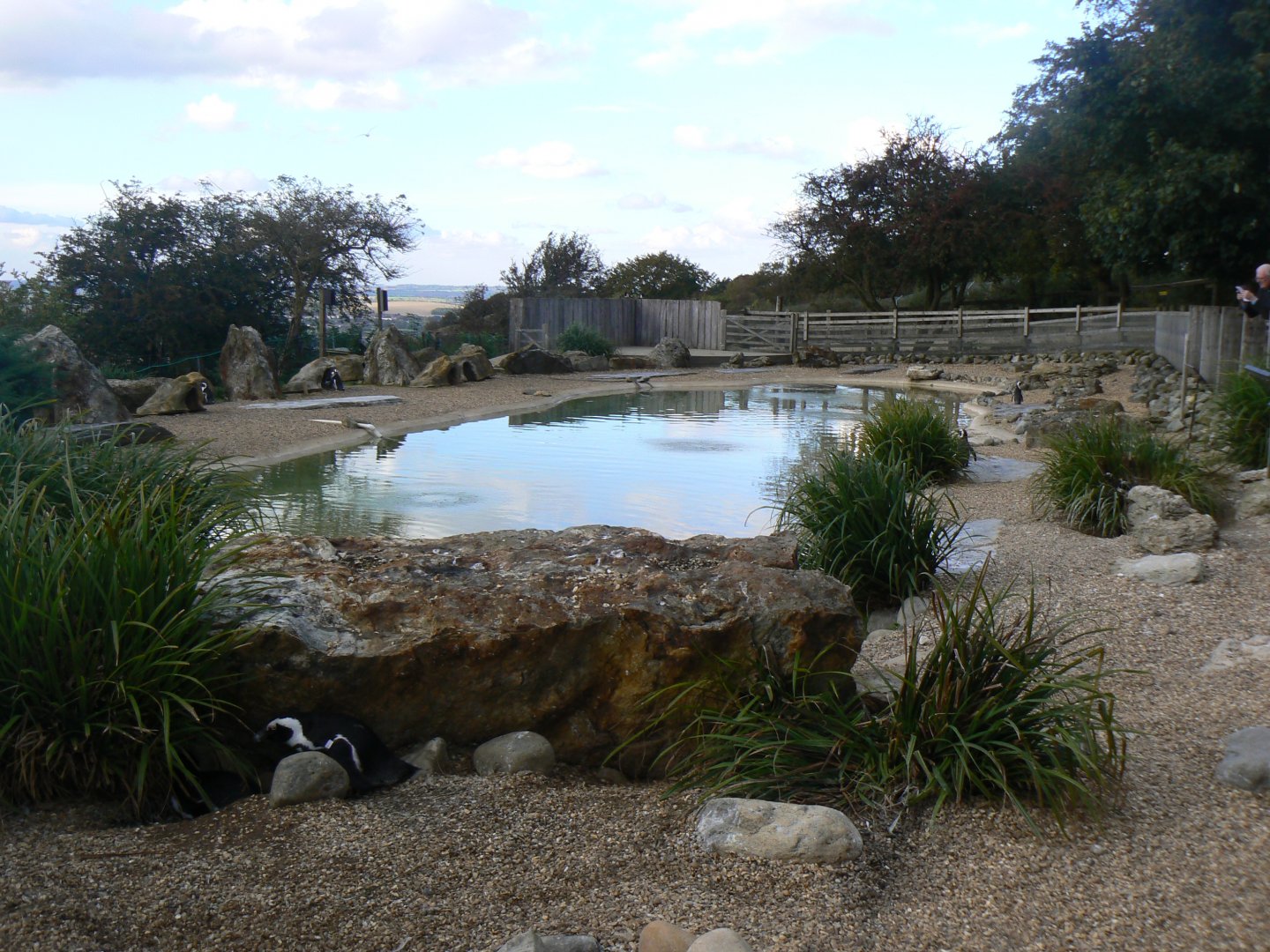 African Penguin Enclosure - 15 October 2016