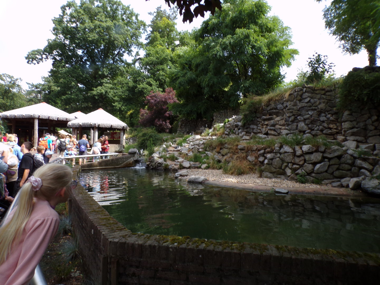 African penguin enclosure 6.7.23