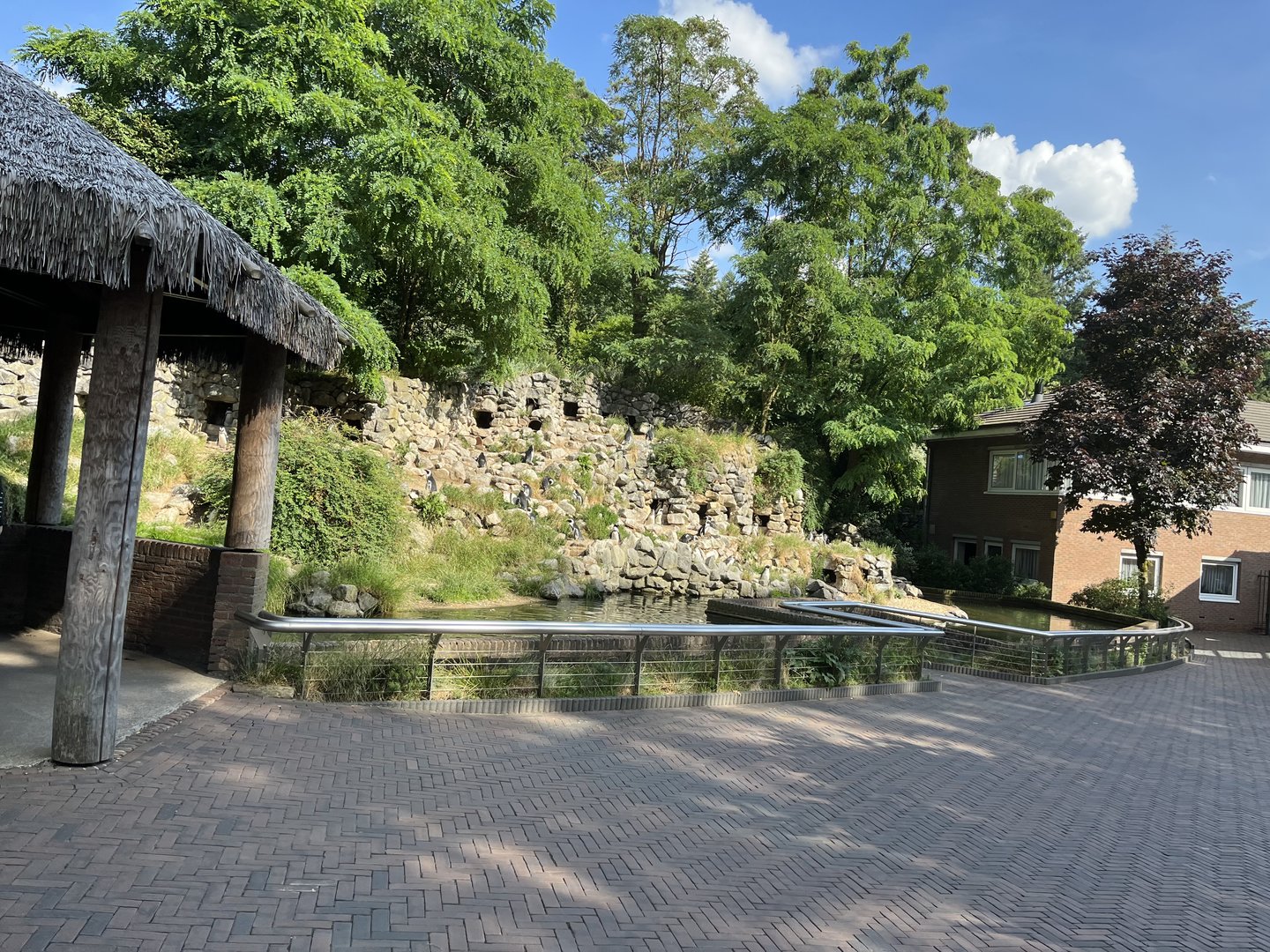 African penguin enclosure 6.7.23